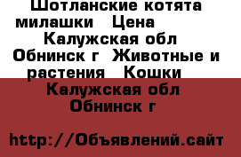 Шотланские котята милашки › Цена ­ 5 000 - Калужская обл., Обнинск г. Животные и растения » Кошки   . Калужская обл.,Обнинск г.